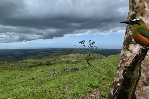 The Native Ecosystem Restoration in Nicaragua Project - Biodiversity