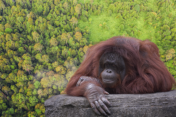 Central Kalimantan Peatland Rewetting Project - Biodiversity