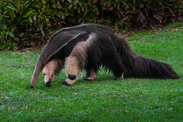 Reflorestamento de Impacto no Brasil Project - Biodiversity