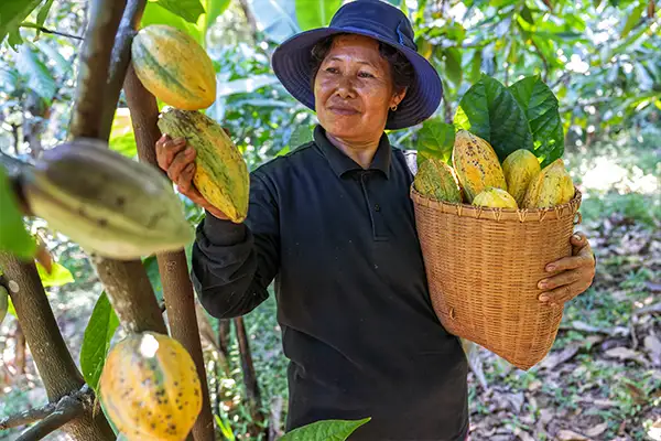 The West Sulawesi REDD+ Project - Community