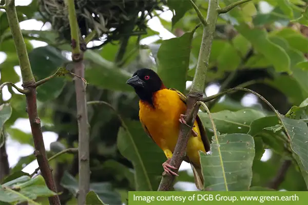 Greenzone Reforestation Project - Biodiversity