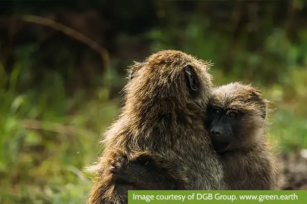 The Hongera Reforestation Project - Biodiversity