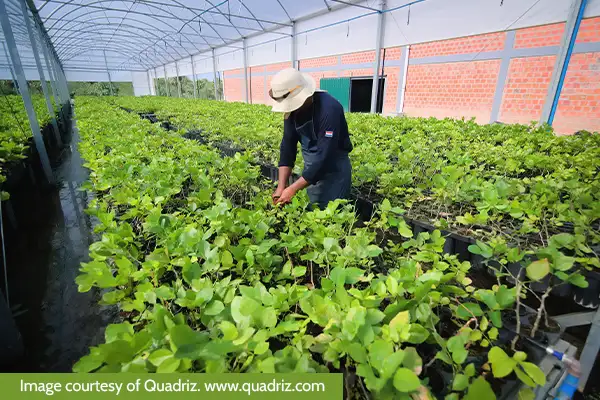 Impact Reforestation in the Chaco Project - Community