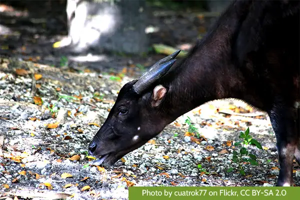 The West Sulawesi REDD+ Project - Biodiversity