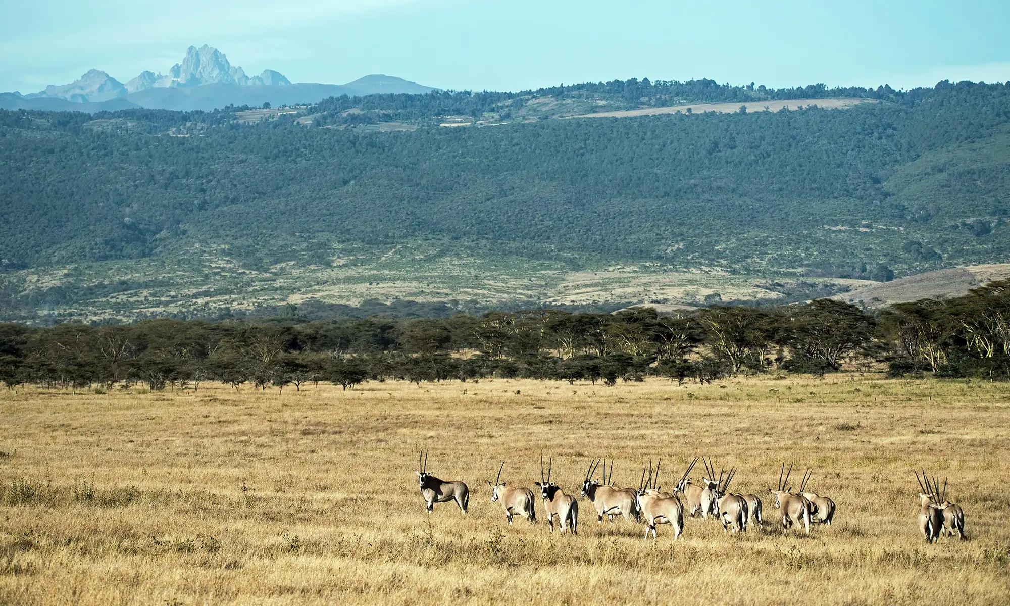 This image shows a picturesque savanna landscape with a group of antelopes grazing in the golden, dry grass. In the background, there are rolling hills and a dense forested area, leading up to a dramatic, rugged mountain range under a clear blue sky. The scene captures the beauty of the wild, open plains and the harmony of wildlife within their natural habitat.