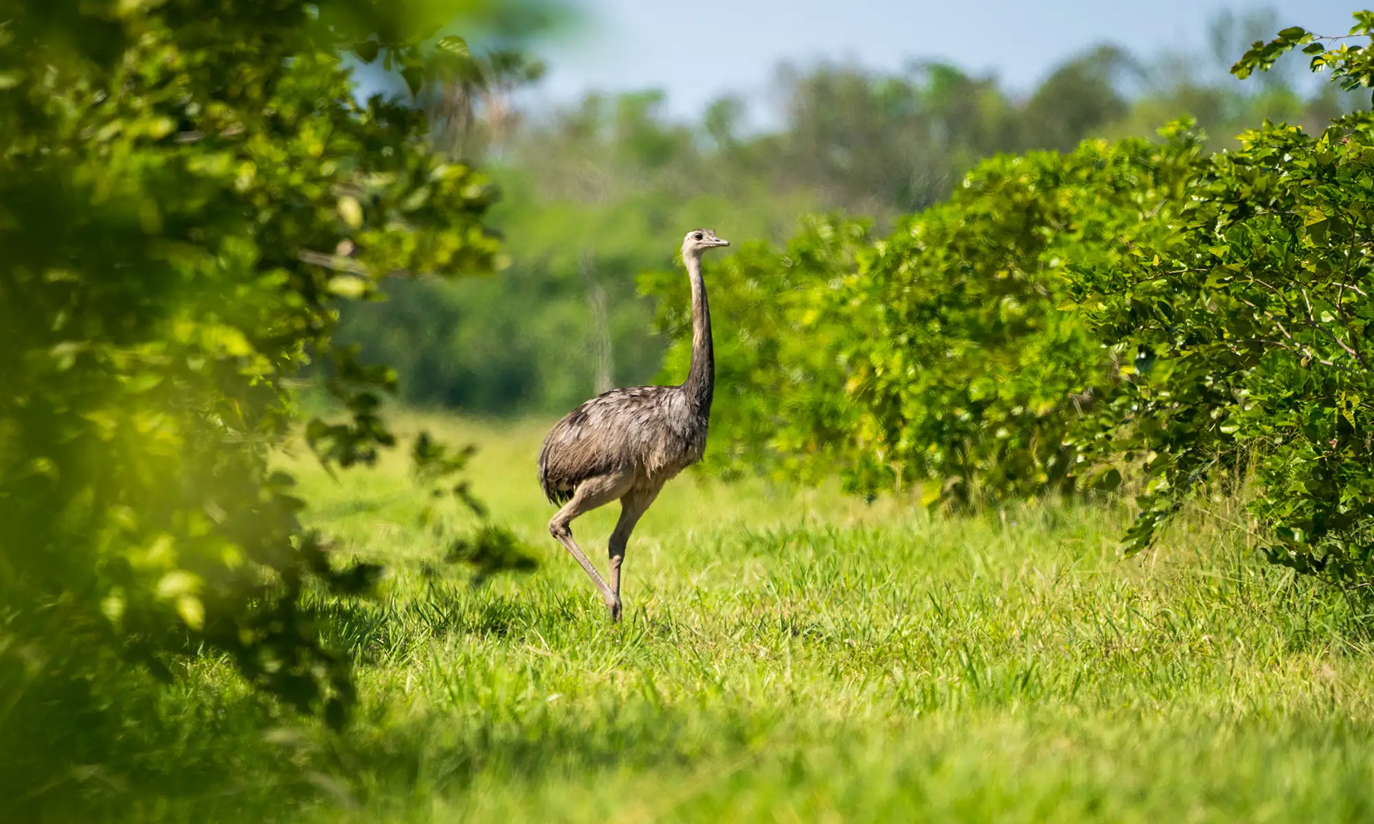 An image of a natural grassland with lush greenery, featuring a large bird, an ostrich, standing prominently in the center. The vibrant vegetation and sunlight create a serene and thriving ecosystem