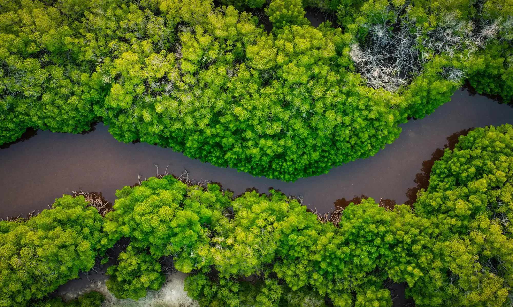 Aerial view of a dense green mangrove forest with a winding river cutting through the landscape.