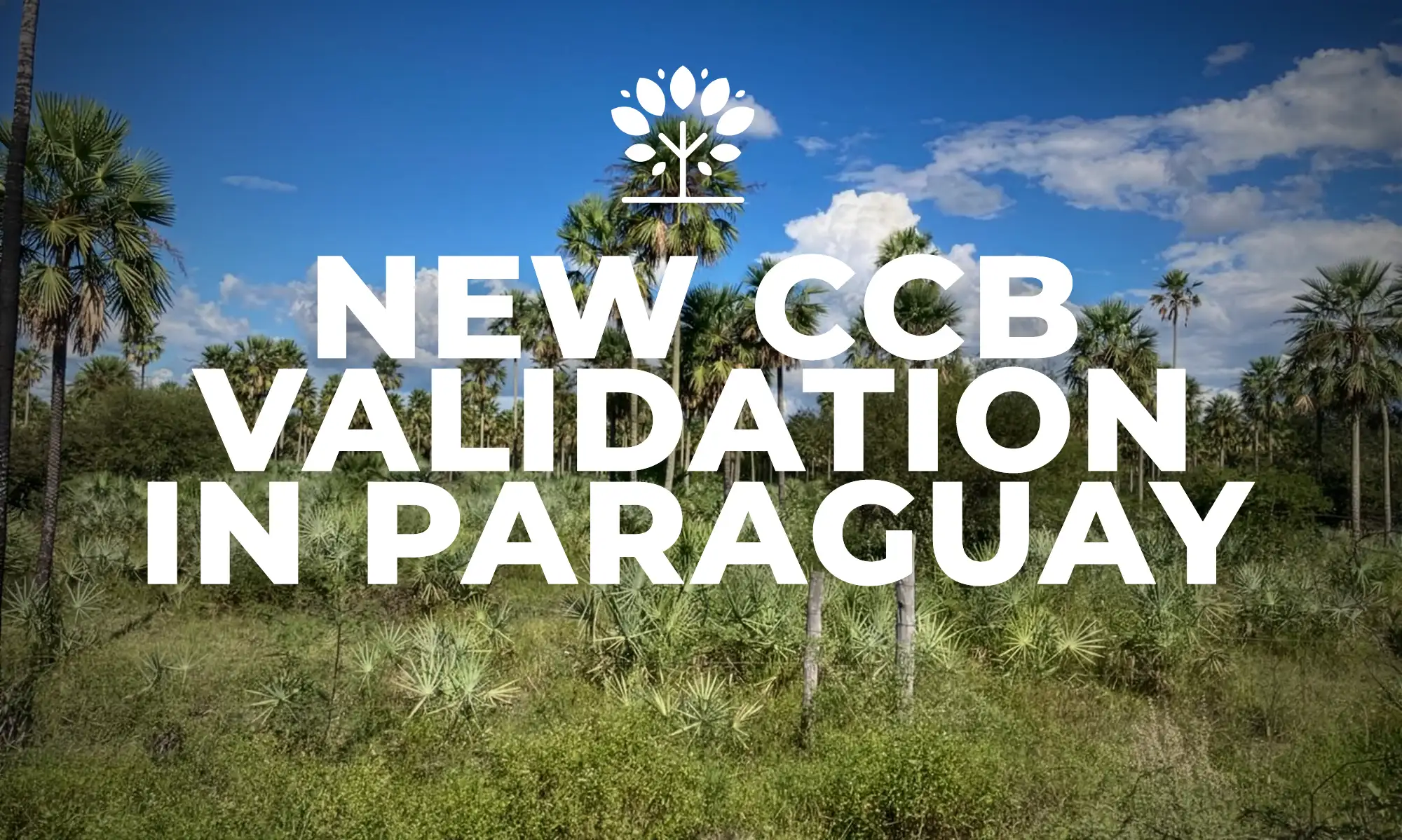 A landscape of Paraguay’s Chaco region with palm trees and native vegetation, used to announce the new CCB validation of the Impact Reforestation Project